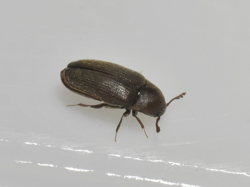 Throscidae: Trixagus sp.